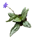 Michaelmoelleria Vietnamensis